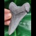 9,7 cm großer grauer Zahn des Megalodon