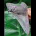 9.7 cm large gray tooth of Megalodon