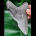 9.7 cm large gray tooth of Megalodon