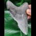 9,7 cm großer grauer Zahn des Megalodon