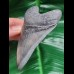 10,0 cm guter graublauer Zahn des Megalodon