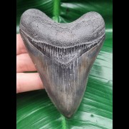 10,0 cm guter graublauer Zahn des Megalodon