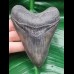 10,0 cm guter graublauer Zahn des Megalodon