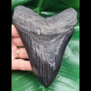 13.5 cm big black tooth of Megalodon
