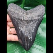 13,5 cm großer schwarzer Zahn des Megalodon