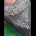 13,5 cm großer schwarzer Zahn des Megalodon