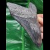 13,5 cm großer schwarzer Zahn des Megalodon