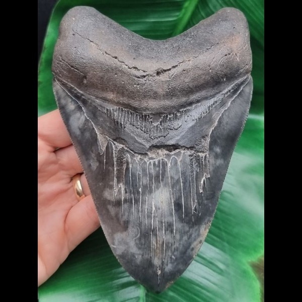 15,3 cm riesiger massiver Zahn des Megalodon