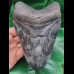 15,3 cm riesiger massiver Zahn des Megalodon