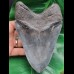 15,3 cm riesiger massiver Zahn des Megalodon