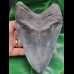 15.3 cm huge massive tooth of Megalodon