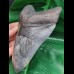15,3 cm riesiger massiver Zahn des Megalodon