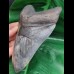 15.3 cm huge massive tooth of Megalodon