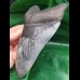 15,3 cm riesiger massiver Zahn des Megalodon