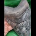 15,3 cm riesiger massiver Zahn des Megalodon