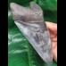 15.3 cm huge massive tooth of Megalodon
