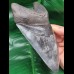 15,3 cm riesiger massiver Zahn des Megalodon