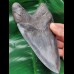 15,3 cm riesiger massiver Zahn des Megalodon