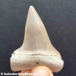 Mako Hai