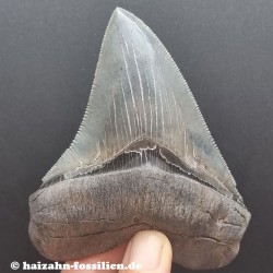 Vorfahren Megalodon
