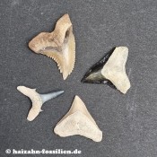 Further shark teeth (40)