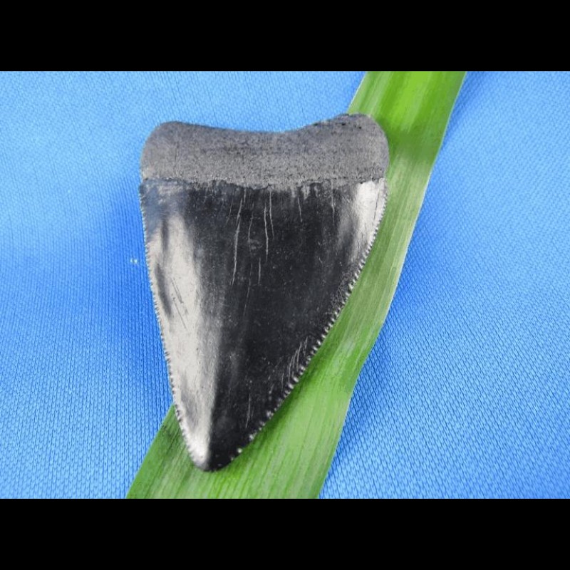 7,6cm Replika Großer Weißer Hai pechschwarze Farbe