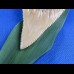 4,9cm traumhafter scharfer weißer Hai Haizahn Chile, tolle Farbe perfekte Erhaltung