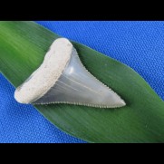 3,7cm sharp white shark sharktooth chile, tolle farbe perfekte toothung