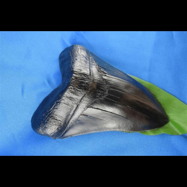 16.7cm Replika Megalodon pechschwarze Farbe