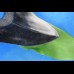 16.7cm replika megalodon pechschwarze farbe