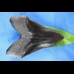 16.7cm Replika Megalodon pechschwarze Farbe