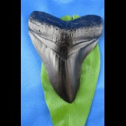 12,0cm Replika Megalodon pechschwarze Farbe