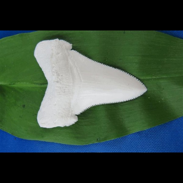 6,9cm replika carcharocles angustidens schneeweiße farbe