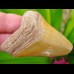 5,6cm farbenpraechtiger Haizahn des Megalodon Hai Bone Valley