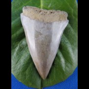 5,8cm makoshark usa sharktooth