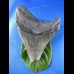10,8cm riesiger Haizahn des Megalodon Hai