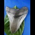 9,5cm scharfer Haizahn des Megalodon Hai