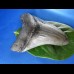 9,5cm scharfer Haizahn des Megalodon Hai