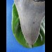 9,5cm scharfer Haizahn des Megalodon Hai