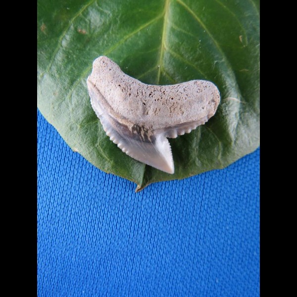 2,4cm tigershark sharktooth   usa
