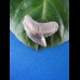 2,4cm tigershark sharktooth   usa