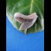 2,4cm tigershark sharktooth   usa
