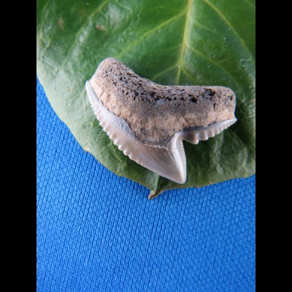 2,4cm nice tigershark sharktooth
