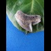 2,4cm nice tigershark sharktooth