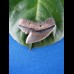 2,4cm nice tigershark sharktooth