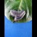 1,9 cm tigershark sharktooth