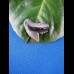 1,9 cm tigershark sharktooth