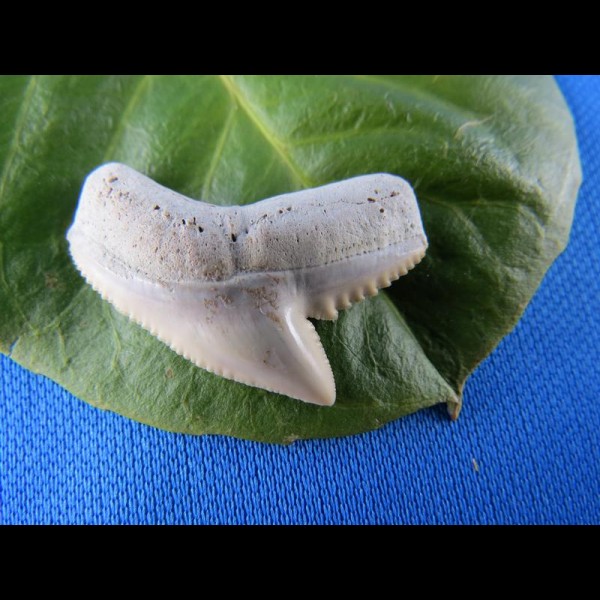 2,8cm perfect tigershark sharktooth