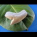 2,8cm perfect tigershark sharktooth