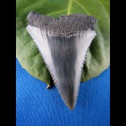 4,6cm great white shark sharktooth from southafrica
